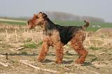 WELSH TERRIER 115